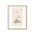 Picture of Flower Sketch I _GroupedProduct_Rectangle_Portrait_Framed_Matted_