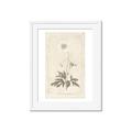 Picture of Flower Sketch I _GroupedProduct_Rectangle_Portrait_Framed_Matted_