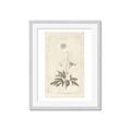 Picture of Flower Sketch I _GroupedProduct_Rectangle_Portrait_Framed_Matted_