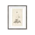 Picture of Flower Sketch I _GroupedProduct_Rectangle_Portrait_Framed_Matted_