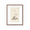 Picture of Flower Sketch I _GroupedProduct_Rectangle_Portrait_Framed_Matted_