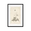 Picture of Flower Sketch I _GroupedProduct_Rectangle_Portrait_Framed_Matted_