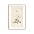 Picture of Flower Sketch I _GroupedProduct_Rectangle_Portrait_Framed_Matted_