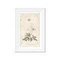 Picture of Flower Sketch I _GroupedProduct_Rectangle_Portrait_Framed_Matted_