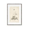 Picture of Flower Sketch I _GroupedProduct_Rectangle_Portrait_Framed_Matted_