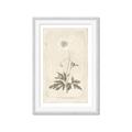 Picture of Flower Sketch I _GroupedProduct_Rectangle_Portrait_Framed_Matted_