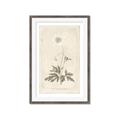 Picture of Flower Sketch I _GroupedProduct_Rectangle_Portrait_Framed_Matted_