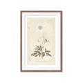 Picture of Flower Sketch I _GroupedProduct_Rectangle_Portrait_Framed_Matted_