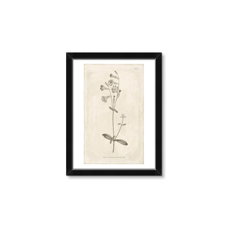 Picture of Flower Sketch II _GroupedProduct_Rectangle_Portrait_Framed_Matted_