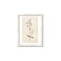 Picture of Flower Sketch II _GroupedProduct_Rectangle_Portrait_Framed_Matted_