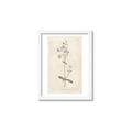 Picture of Flower Sketch II _GroupedProduct_Rectangle_Portrait_Framed_Matted_