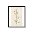 Picture of Flower Sketch II _GroupedProduct_Rectangle_Portrait_Framed_Matted_