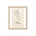 Picture of Flower Sketch II _GroupedProduct_Rectangle_Portrait_Framed_Matted_