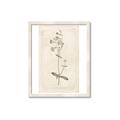 Picture of Flower Sketch II _GroupedProduct_Rectangle_Portrait_Framed_Matted_