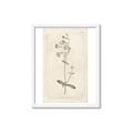 Picture of Flower Sketch II _GroupedProduct_Rectangle_Portrait_Framed_Matted_