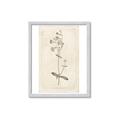 Picture of Flower Sketch II _GroupedProduct_Rectangle_Portrait_Framed_Matted_