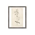 Picture of Flower Sketch II _GroupedProduct_Rectangle_Portrait_Framed_Matted_