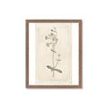 Picture of Flower Sketch II _GroupedProduct_Rectangle_Portrait_Framed_Matted_
