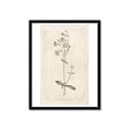 Picture of Flower Sketch II _GroupedProduct_Rectangle_Portrait_Framed_Matted_