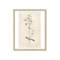 Picture of Flower Sketch II _GroupedProduct_Rectangle_Portrait_Framed_Matted_
