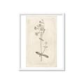 Picture of Flower Sketch II _GroupedProduct_Rectangle_Portrait_Framed_Matted_