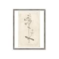 Picture of Flower Sketch II _GroupedProduct_Rectangle_Portrait_Framed_Matted_
