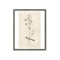 Picture of Flower Sketch II _GroupedProduct_Rectangle_Portrait_Framed_Matted_