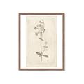 Picture of Flower Sketch II _GroupedProduct_Rectangle_Portrait_Framed_Matted_
