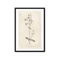 Picture of Flower Sketch II _GroupedProduct_Rectangle_Portrait_Framed_Matted_