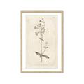 Picture of Flower Sketch II _GroupedProduct_Rectangle_Portrait_Framed_Matted_