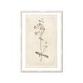 Picture of Flower Sketch II _GroupedProduct_Rectangle_Portrait_Framed_Matted_