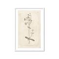 Picture of Flower Sketch II _GroupedProduct_Rectangle_Portrait_Framed_Matted_
