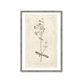 Picture of Flower Sketch II _GroupedProduct_Rectangle_Portrait_Framed_Matted_