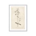Picture of Flower Sketch II _GroupedProduct_Rectangle_Portrait_Framed_Matted_