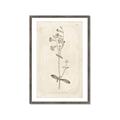 Picture of Flower Sketch II _GroupedProduct_Rectangle_Portrait_Framed_Matted_