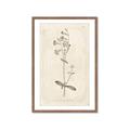 Picture of Flower Sketch II _GroupedProduct_Rectangle_Portrait_Framed_Matted_