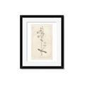 Picture of Flower Sketch II _GroupedProduct_Rectangle_Portrait_Framed_Matted_