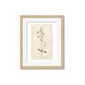 Picture of Flower Sketch II _GroupedProduct_Rectangle_Portrait_Framed_Matted_