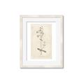 Picture of Flower Sketch II _GroupedProduct_Rectangle_Portrait_Framed_Matted_