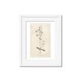 Picture of Flower Sketch II _GroupedProduct_Rectangle_Portrait_Framed_Matted_