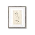 Picture of Flower Sketch II _GroupedProduct_Rectangle_Portrait_Framed_Matted_