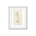 Picture of Flower Sketch II _GroupedProduct_Rectangle_Portrait_Framed_Matted_