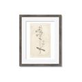 Picture of Flower Sketch II _GroupedProduct_Rectangle_Portrait_Framed_Matted_
