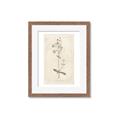 Picture of Flower Sketch II _GroupedProduct_Rectangle_Portrait_Framed_Matted_
