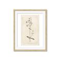 Picture of Flower Sketch II _GroupedProduct_Rectangle_Portrait_Framed_Matted_