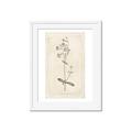Picture of Flower Sketch II _GroupedProduct_Rectangle_Portrait_Framed_Matted_