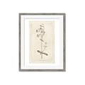 Picture of Flower Sketch II _GroupedProduct_Rectangle_Portrait_Framed_Matted_
