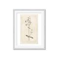 Picture of Flower Sketch II _GroupedProduct_Rectangle_Portrait_Framed_Matted_