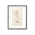 Picture of Flower Sketch II _GroupedProduct_Rectangle_Portrait_Framed_Matted_
