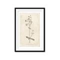 Picture of Flower Sketch II _GroupedProduct_Rectangle_Portrait_Framed_Matted_